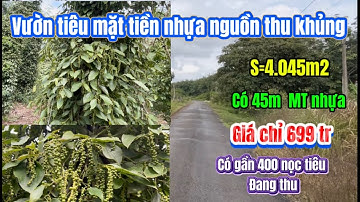 513🌹 vườn tiêu tuyệt đẹp mặt tiền đường nhựa năm rồi thu được 1 tấn 45x87x97 4.045m2 giá 699 tr