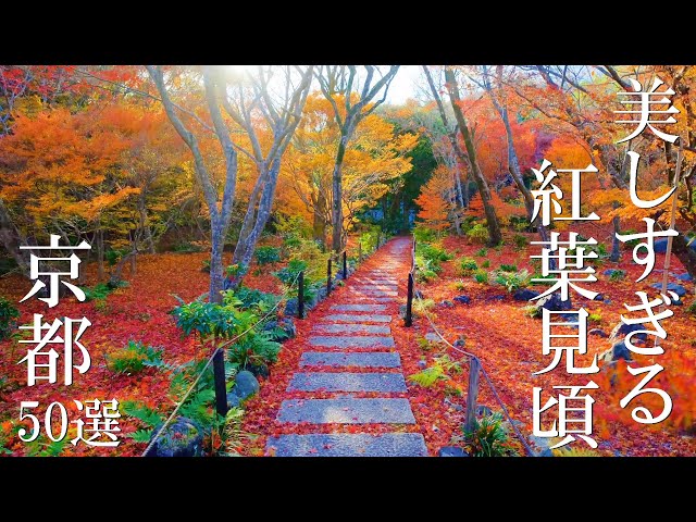 京焼乾山写流水に紅葉向付10客　　新品未使用　　最後の10客 853>乾山写水仙透かし向付 清水焼 | 陶香堂オンラインストア