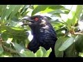 Greater Coucal Calls