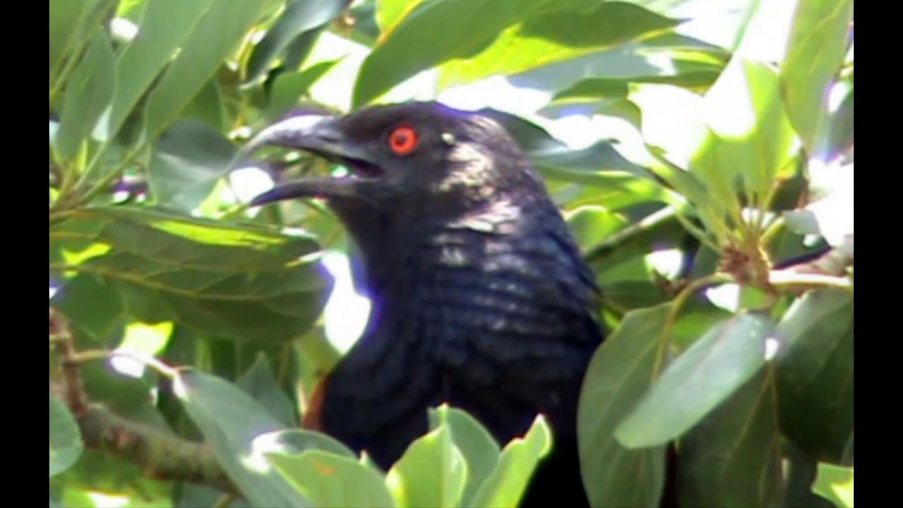 The Crow Pheasant: Bringer of Auspicious Omens | Tsem Rinpoche