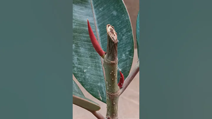 Rubber Plant (Ficus Elastica) - Pruning 🌿 Rubberplant #ficuselastica #pruning