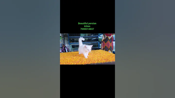 Video 10434901: persiancat persiankitten cat kitten, persiancat persians, persiancat cat kitten pets, persian cat kitten beautiful