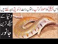 YOU'LL BE THE RICHEST MAN IF YOU FIND THESE ANIMALS | URDU | HINDI