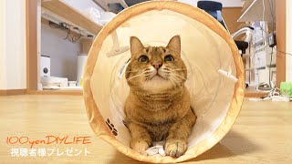 視聴様から99.6%遊ぶ猫おもちゃ&凄すぎる盾を頂きました