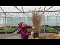 Grow Like The Pros | Trimming Miscanthus