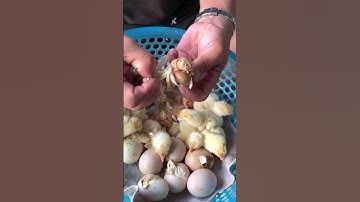 Giải cứu chú gà yêu khó tách vỏ #funny #cute #shorts #viralshort #chicken #rooster #birds.