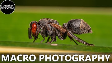Pure Macro Photography | You need to try it!