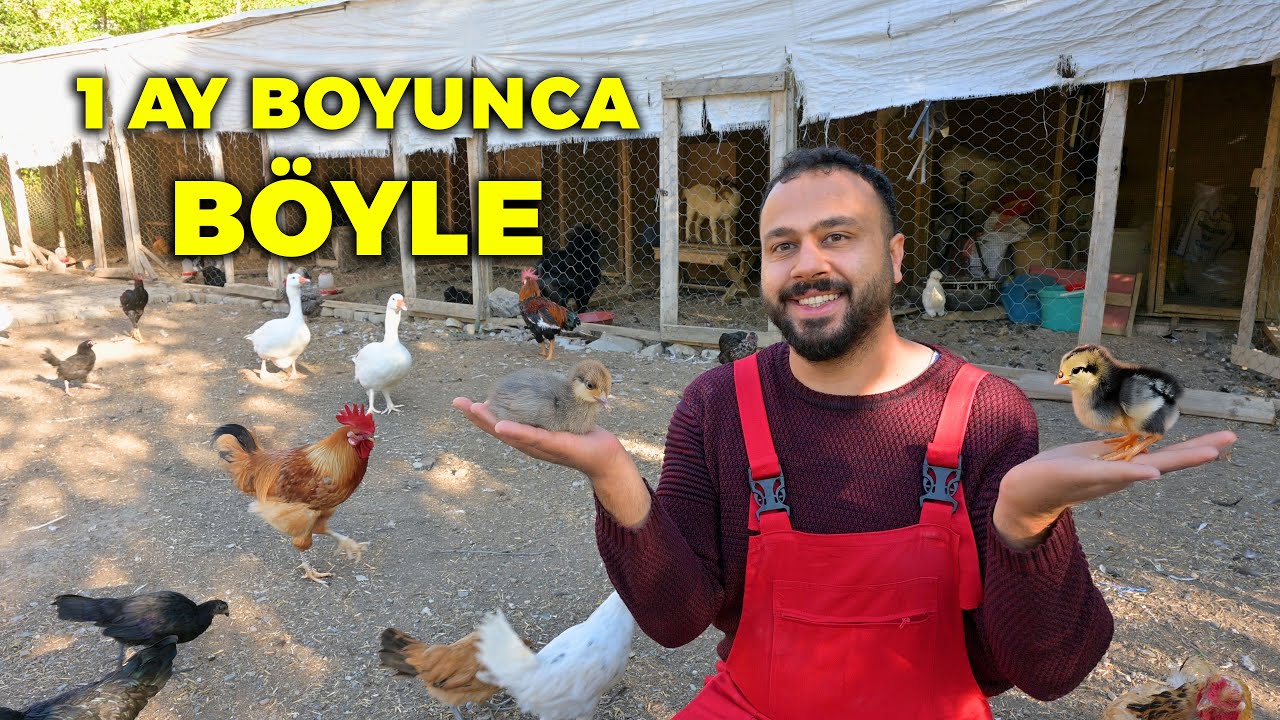 🐔 1 Ay Boyunca Böyle! 😍- Tavuklarımız Çok Sakin 🕊️ - Çiftlik İşleri & Kümes Hayvanlarım ve Sohbet