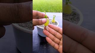 Simple method propagate grape tree with water || grow grape tree at home🔥
