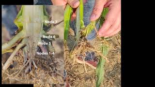 Corn Mid Vegetative Staging