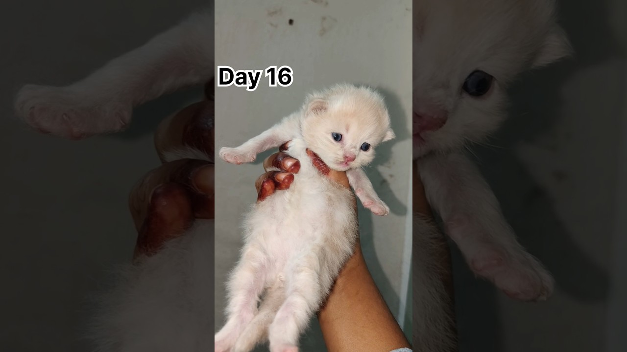 Day 1-16 kitten growing😻
