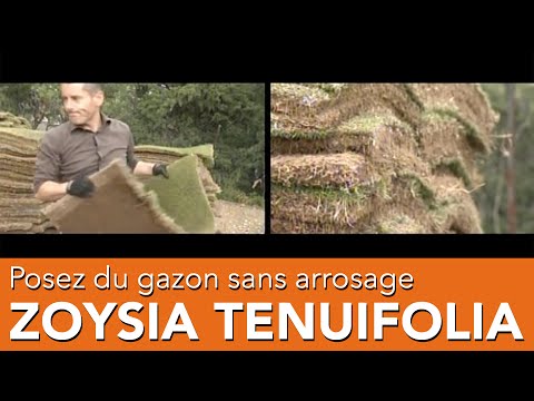 Vidéo: Comment répandre l'herbe de zoysia ?