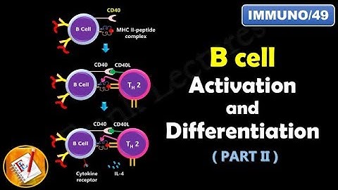 B cell Activation and Differentiation ( PART 2) : T Dependent Activation ((FL-Immuno/49)