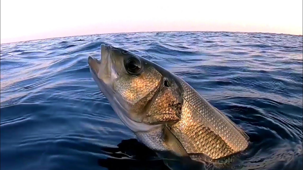zıpkınla levrek eşkina karagöz avları fish and chips recipe