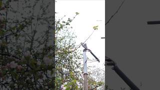 A Tool for Pruning High Branches or Picking High Fruits without using a Ladder #gardening #diy #tips
