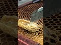 Queen Cell Management / Swarm Control Process 🐝👑 #shorts
