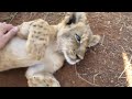 Rubbing a lion's belly