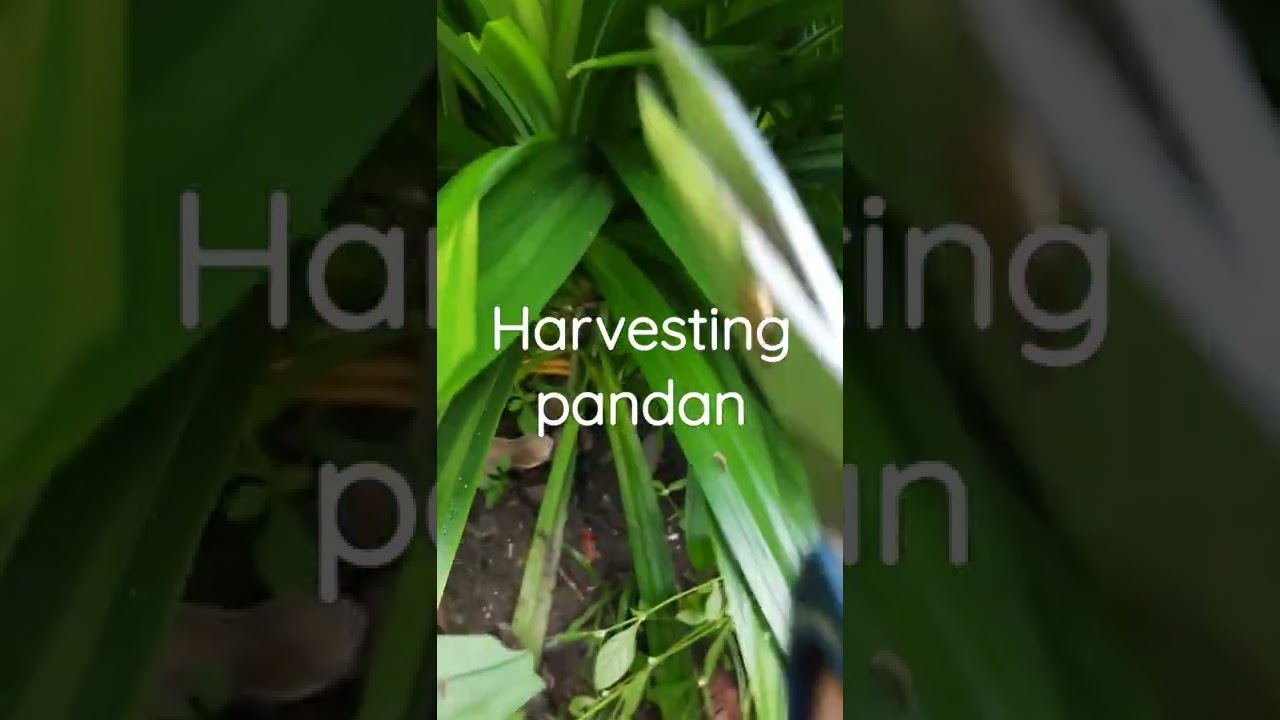 harvesting pandan leaves