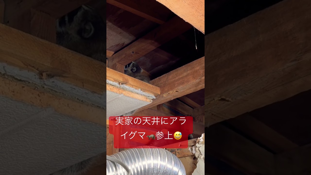アライグマが天井裏に住んでいた😅#shortvideo#害獣#アライグマ