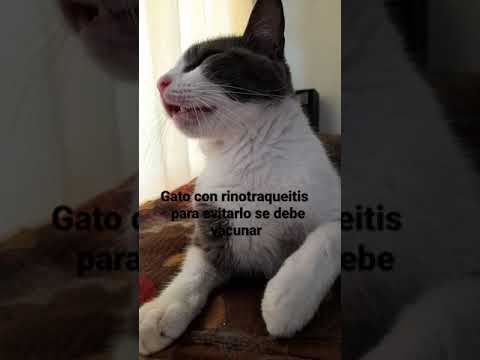 gato con gripa(rinotraqueitis)