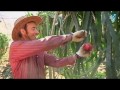 Pitaya: las posibilidades de un cultivo subtropical