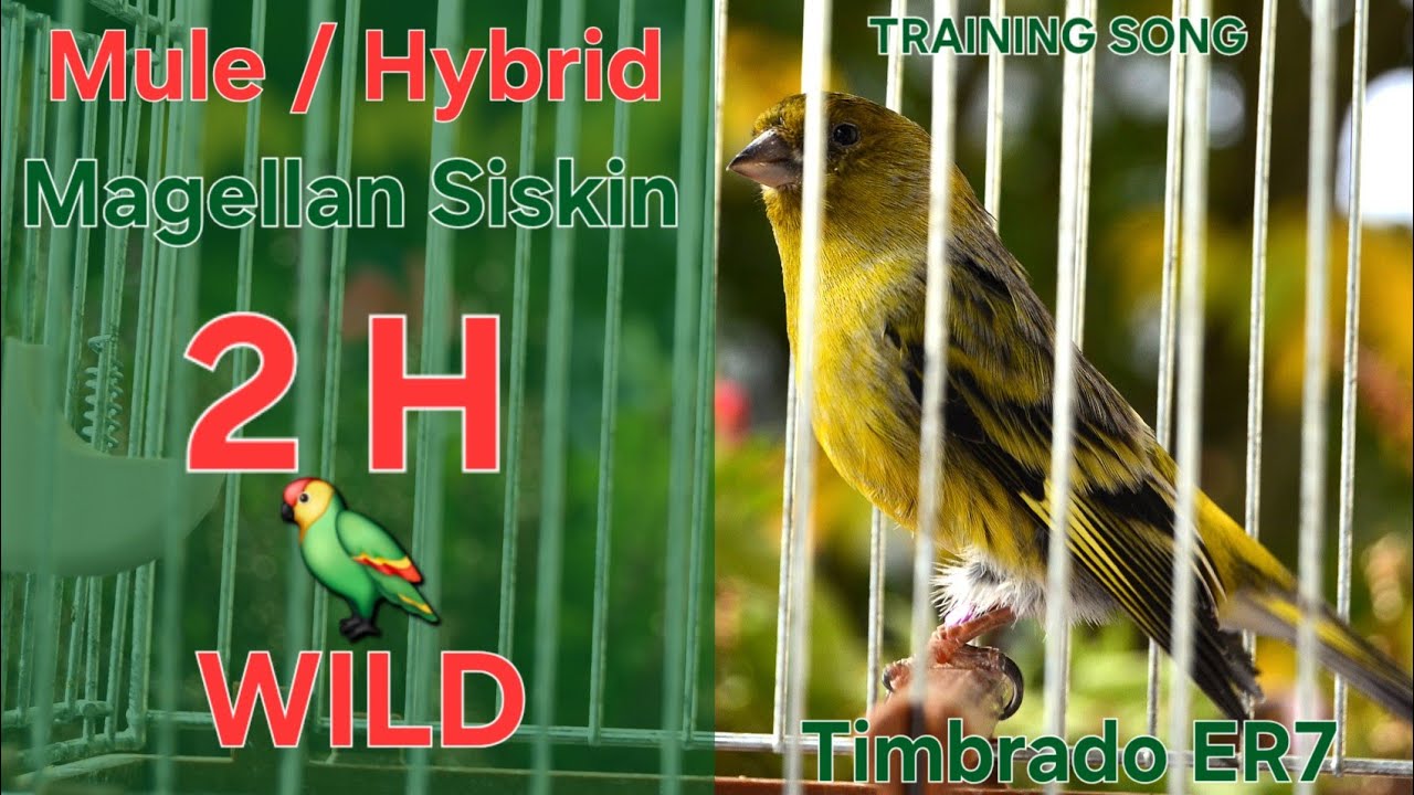 Hybrid 🦜 - Mule - Canary Training Song - 2 H - Magellan Siskin x Timbrado Español Mixto