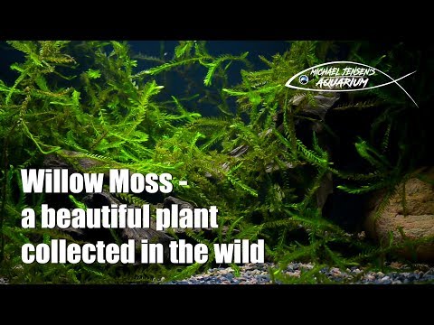 Video: Bryozoan (39 ảnh): Bryozoan Nằm Nghiêng Và Rêu Ailen, Green Moss Và Lime Moss Thực Vật. Sử Dụng Trong Thiết Kế Cảnh Quan