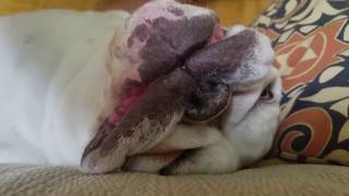 Penny the Bulldog Dream Sequence screenshot 2
