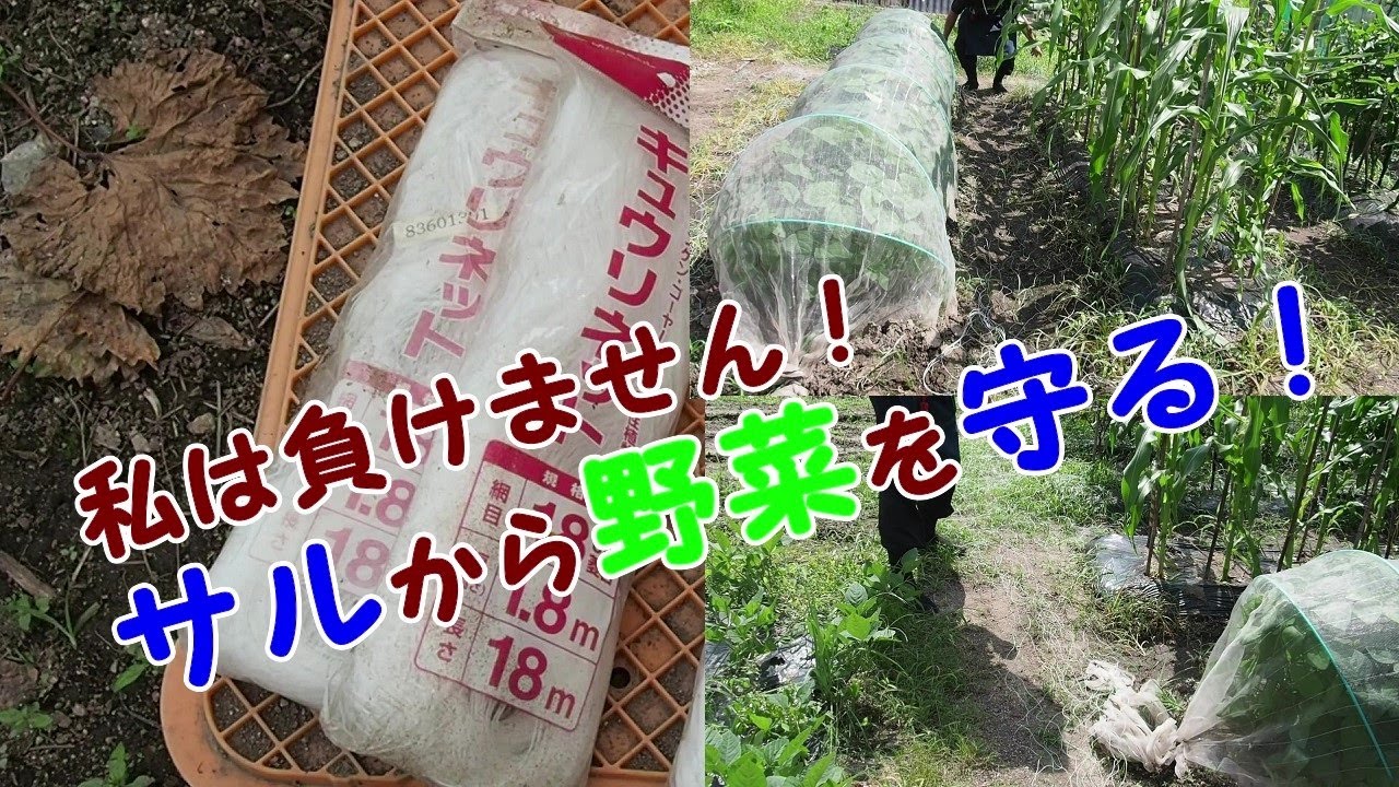 【家庭菜園】サルから野菜を守る方法を見つけました！！！
