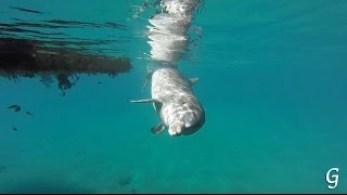 Дельфинарий в Эйлате Dolphin Reef Eilat: дельфины в природе шоу с дельфинами кормление дельфинов Дельфинарий в Эйлате Dolphin Reef Eilat: дельфины в природе шоу с дельфинами кормление дельфинов
