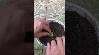 How To Grow Roses With Calyx