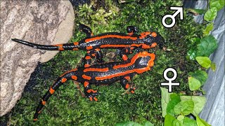 Sexing Fire Salamanders (Salamandra salamandra)