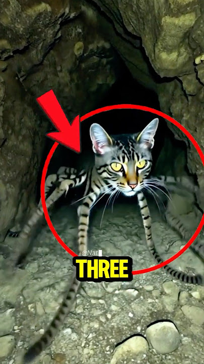 Top 3 Animal Hybrids That Actually Exist #animalfacts #animals #facts