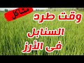 نصائح فى وقت طرد السنابل لمحصول الأرز 
