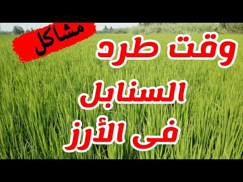 نصائح فى وقت طرد السنابل لمحصول الأرز