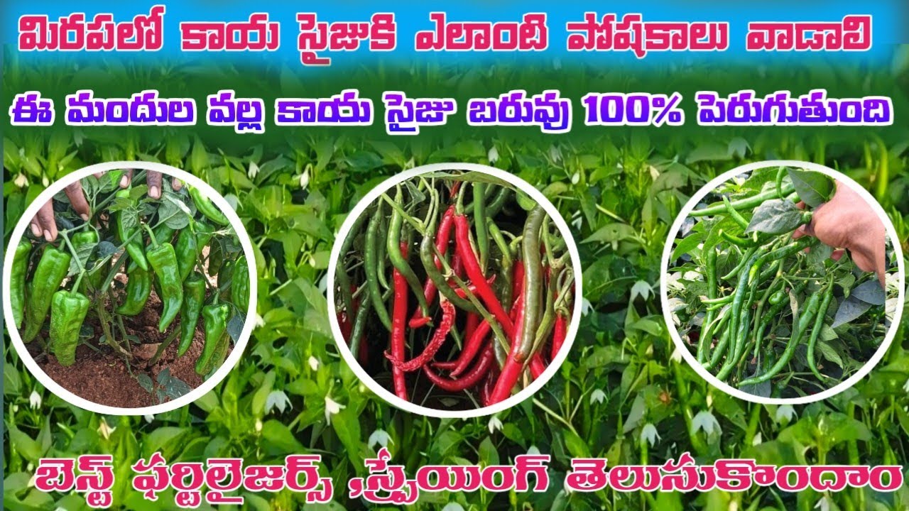 మిరప కాయసైజు బరువు రావడానికి వాడవలసిన ఎరువులు స్ప్రెయింగ్స్ తెలుసుకుందాం #harshafarming #chilli