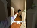 ليه القطط بتحب تطارد نور الليزر