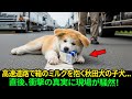 高速道路で、秋田犬の子犬は悲しげに牛乳パックを抱きしめたまま、決して手放そうとしなかった...直後、衝撃の真実に現場が騒然!