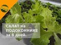 ЛИСТОВОЙ САЛАТ на ПОДОКОННИКЕ за 8 дней? Свежая зелень в зимнее время? Смотрите, как ЭТО ПРОСТО!