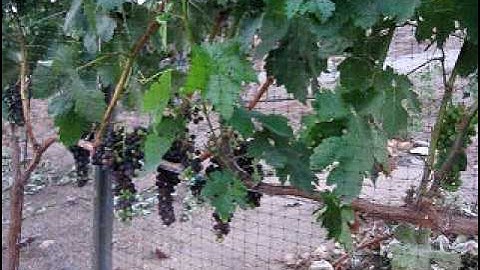 Sampling Grape Berries At Veraison