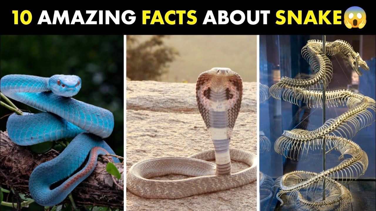 Top 10 Amazing Facts about Snake । সাপেদের সম্পর্কে 10টি আজব তথ্য । #shorts #facts #snake #animals