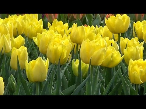 Tulip 'Monte Carlo' - FarmerGracy.co.uk - YouTube