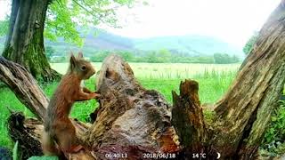 Pine Marten and Red Squirrel