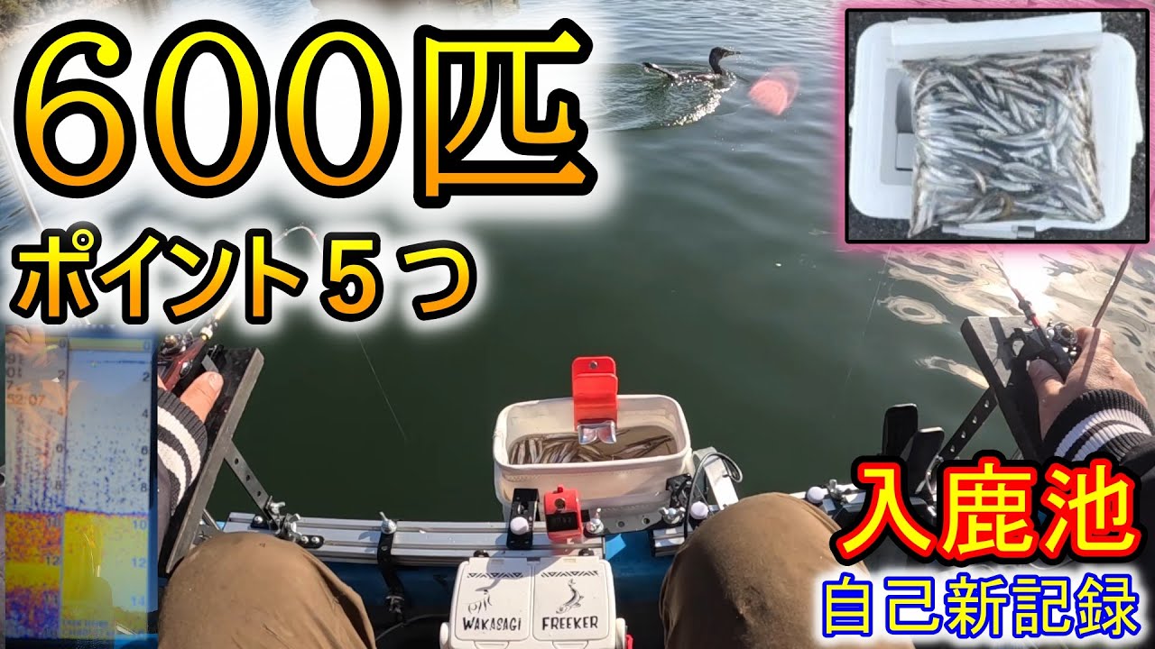 たったこれだけで600匹の入鹿池ワカサギが釣れます