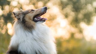 #2 Collie Care Guide: Nurturing Elegance and Intelligence by Pets Avenues 34 views 11 months ago 2 minutes, 48 seconds