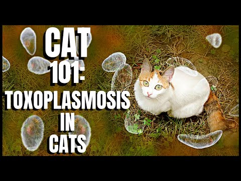 बिल्ली 101: बिल्लियों में टोक्सोप्लाज्मोसिस