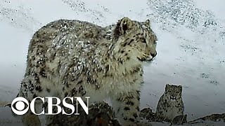 Hidden cameras help save endangered snow leopards in Siberia