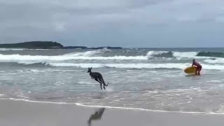 Heróico!! Surfista salva canguru de afogamento, Veja!!