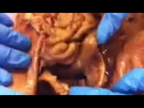 Cat Dissection ~ Major organs