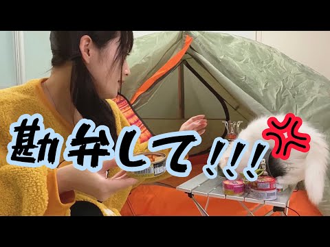 【大惨事】初めて愛犬と愛猫とキャンプしたらカオスすぎたww